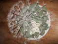 /album/bloemschikken/a100-3799-jpg/